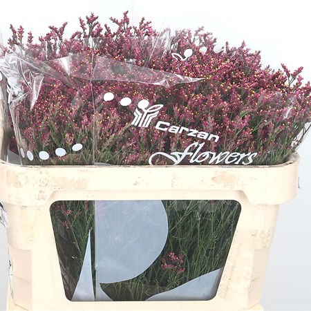 Limonium Scarlet Diamond