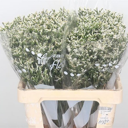 Limonium Sensy White