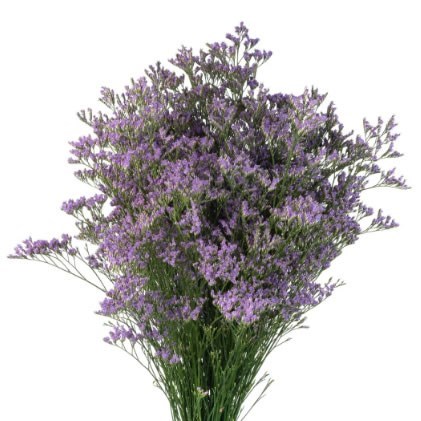Limonium Skylight