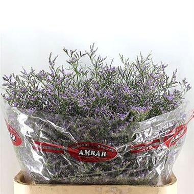 Limonium Skylight