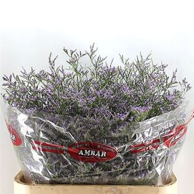 Limonium Skylight