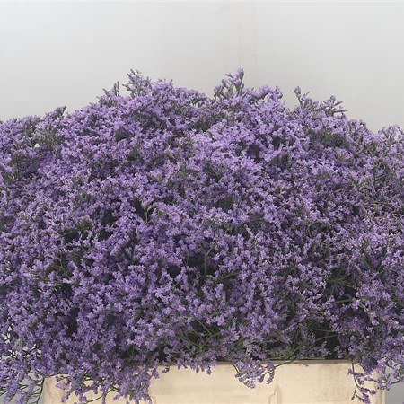 emille tall limonium