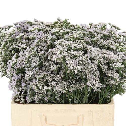 Limonium White Neto