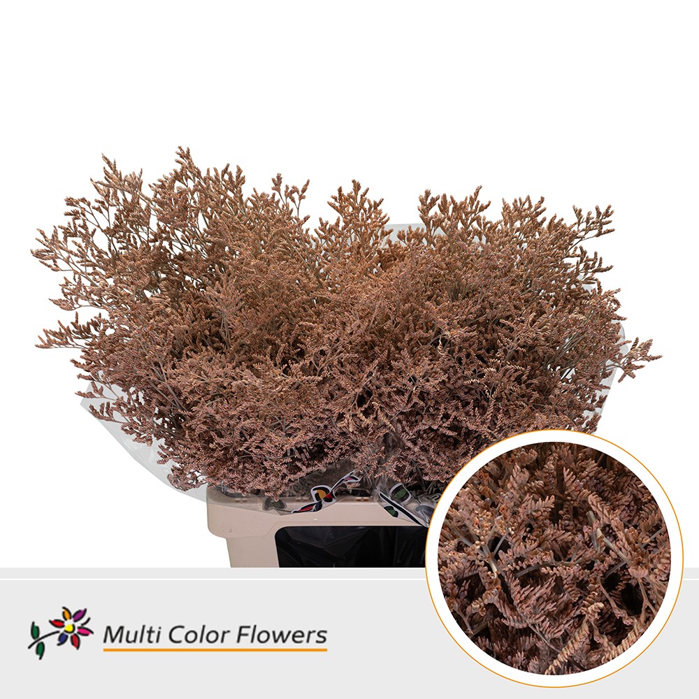 Limonium dyed Apricot 70cm Wholesale Dutch Flowers & Florist Supplies UK
