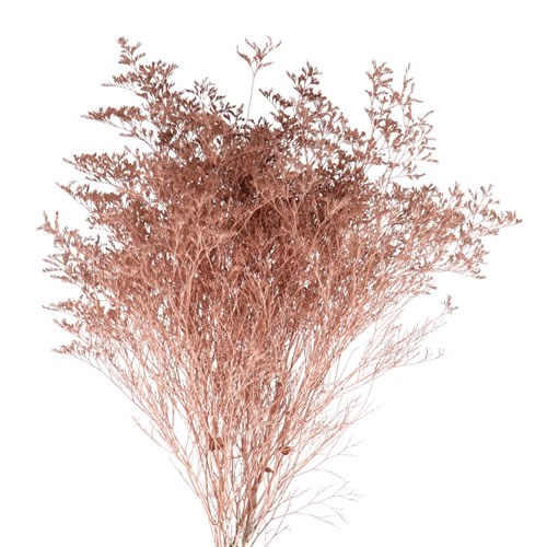 Limonium dyed Copper