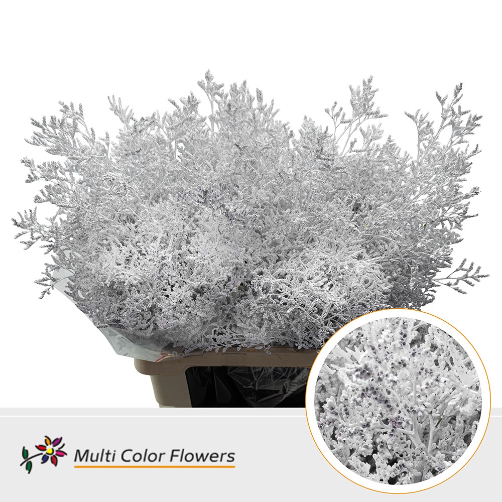 Limonium dyed White 70cm Wholesale Dutch Flowers & Florist Supplies UK