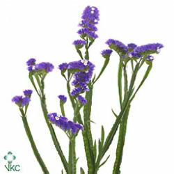 Statice Mystic Blue Bird