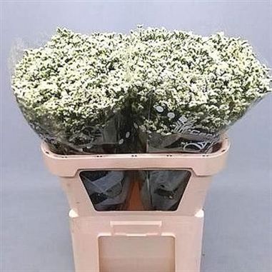Limonium Sensi Pina Colada