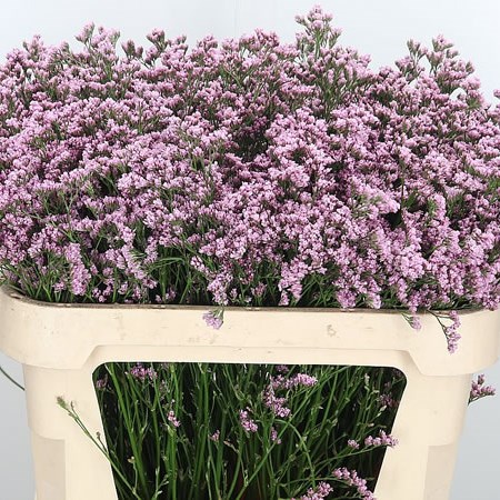 Limononium Mr Silver Pink