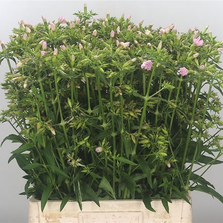 Lonaria Pale Pink