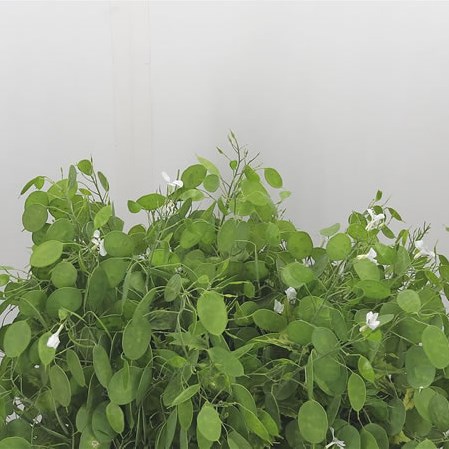 Lunaria Annua