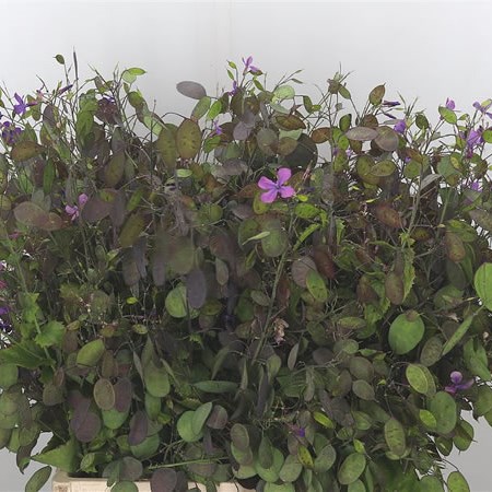 Lunaria Annua Purple Penning