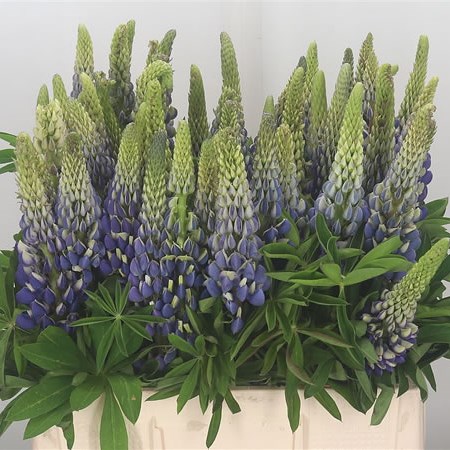 Lupins Purple
