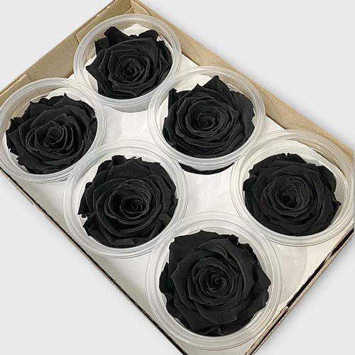 Preserved Roses - Black (L)