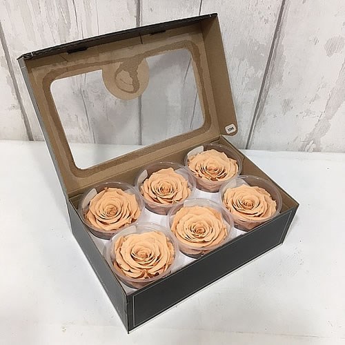 Preserved Roses - Toffee