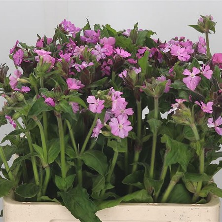 Lychnis Chalcedonica Pink