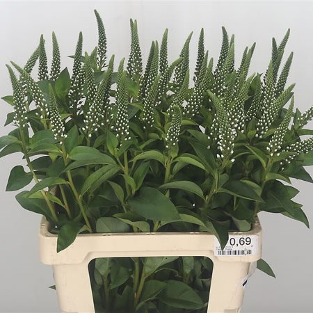 Lysimachia Elisabeth