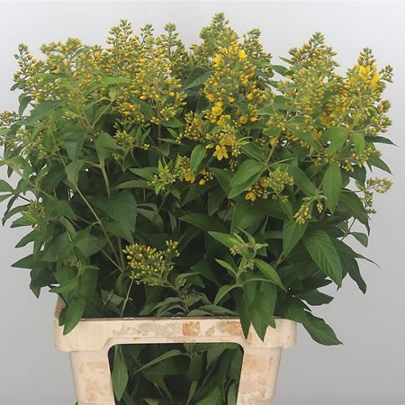 Lysimachia Vulgaris