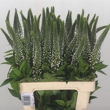 Lysimachia White Abraham