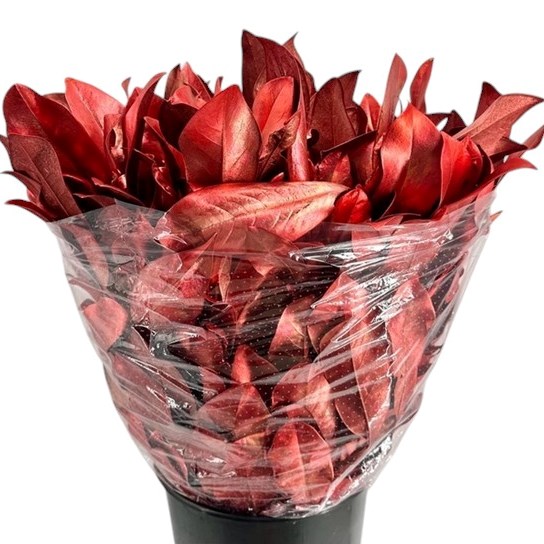 MAGNOLIA LEAVES DYED RED