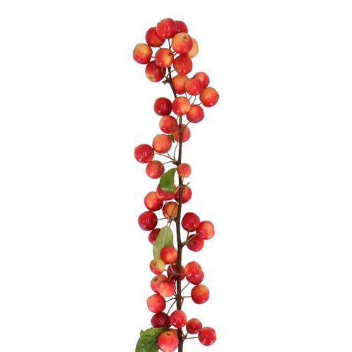 MALUS APPLE EVERESTE