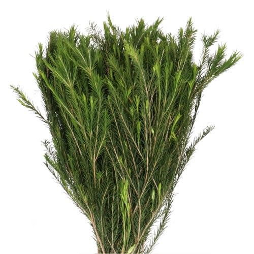 MELALEUCA ARIEL