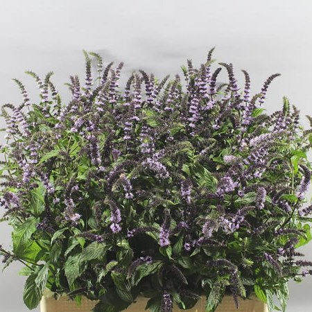 MENTHA DARK SENSATION