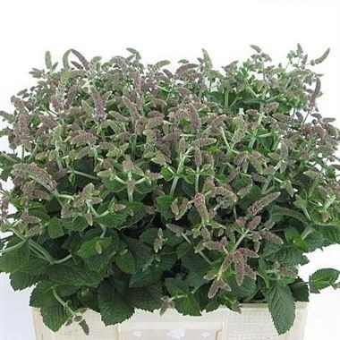 MENTHA JOCKA (MINT)