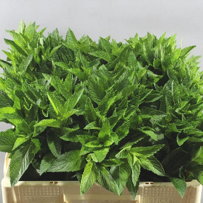 MENTHA LEAVES (MINT)