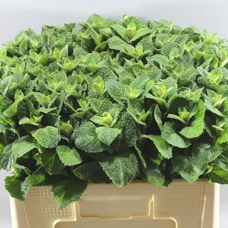 MENTHA LEAVES (MINT)