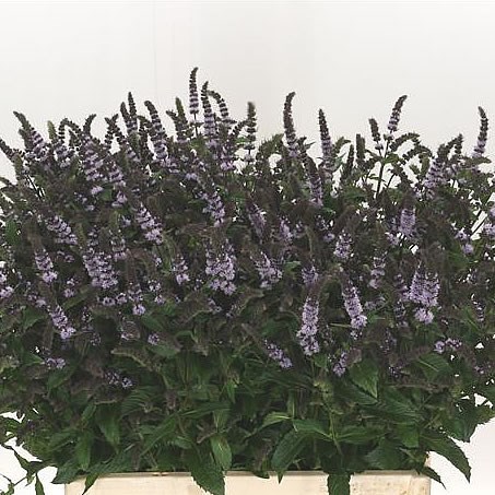 MENTHA PURPLE SENSATION