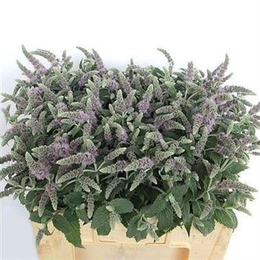 MENTHA SILVER QUEEN