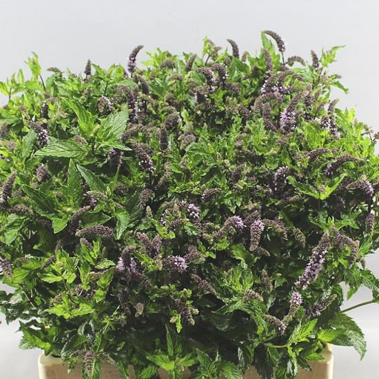 MENTHA TIGRA