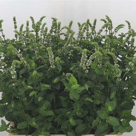 MENTHA WHITE JULIET