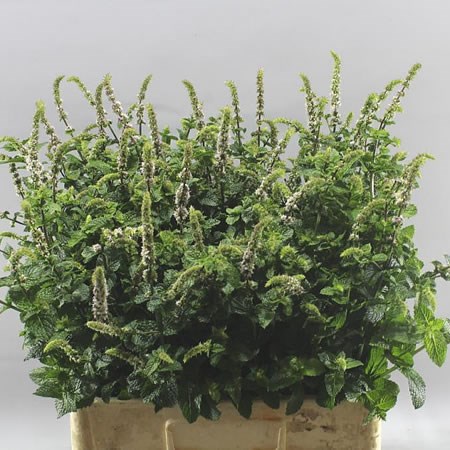 MENTHA WHITE JULIET