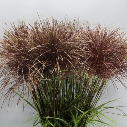MISCANTHUS FERNER OSTEN