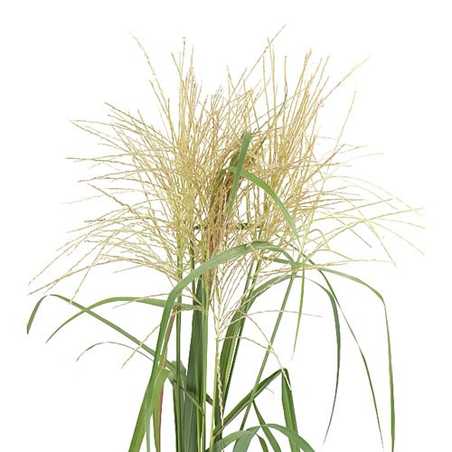 MISCANTHUS FERNER OSTEN WHITE