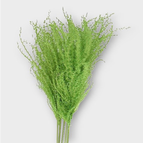 MISCANTHUS GRASS DYED APPLE GREEN (dried)