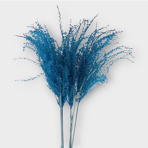 MISCANTHUS GRASS DYED BLUE (dried) 90cm Wholesale Dried Flowers UK