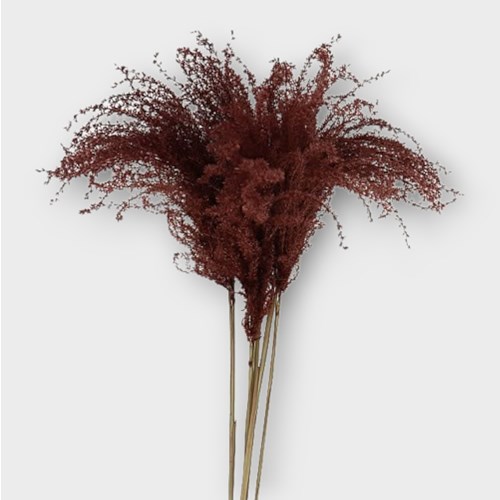 MISCANTHUS GRASS DYED BROWN (dried)