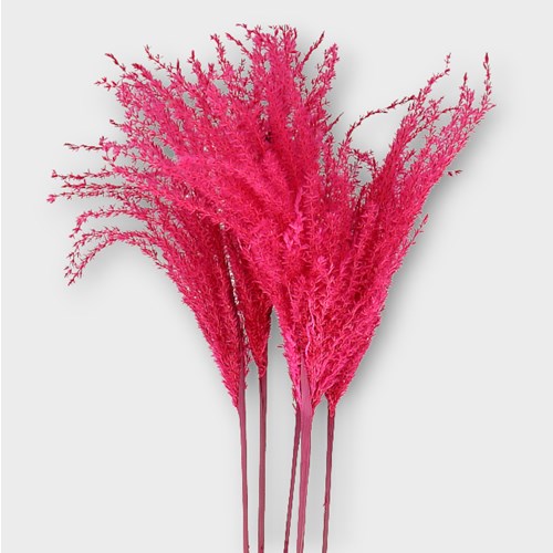 MISCANTHUS GRASS DYED CERISE (dried)