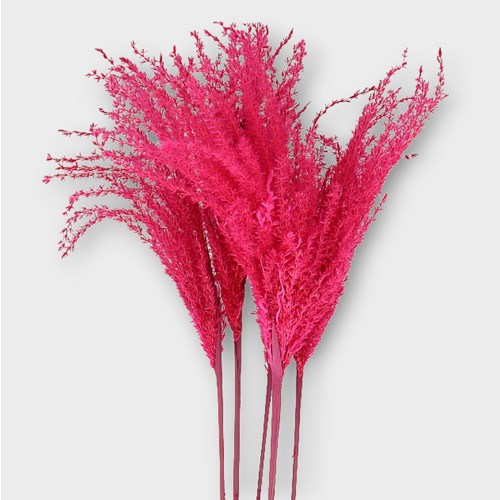 MISCANTHUS GRASS DYED CERISE (dried) 90cm Wholesale Dried Flowers UK