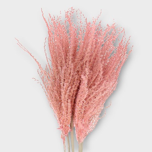 MISCANTHUS GRASS DYED LIGHT PINK (DRIED)