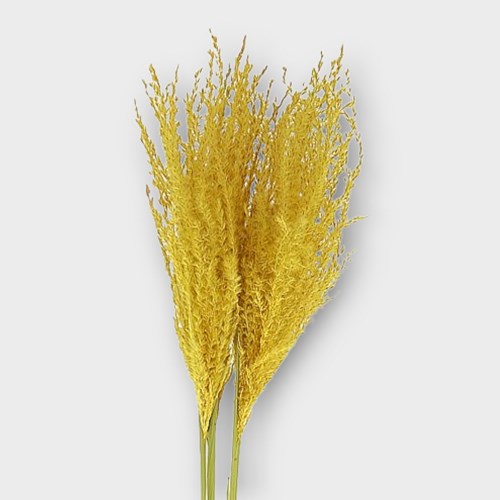 MISCANTHUS GRASS OCHER YELLOW (dried)
