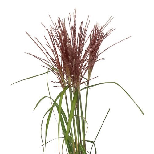 MISCANTHUS ROTFEDER 85cm Wholesale Dutch Flowers & Florist Supplies UK