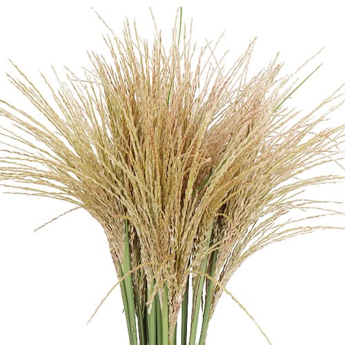 MISCANTHUS WHITE CLOUD