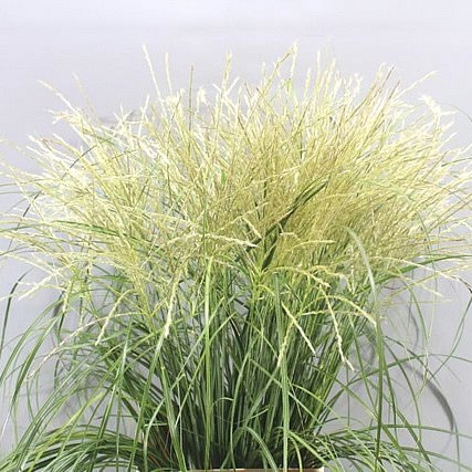 MISCANTHUS WHITE CLOUD