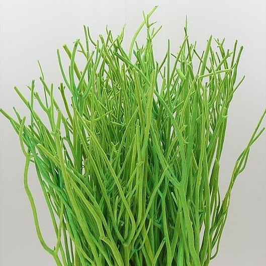 MITSUMATA DYED BRIGHT GREEN