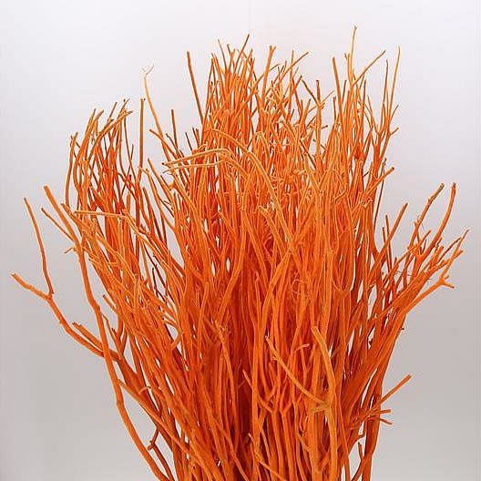 Mitsumata Dyed Orange 110cm Wholesale Dutch Flowers And Florist Supplies Uk