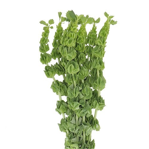 MOLUCCELLA
